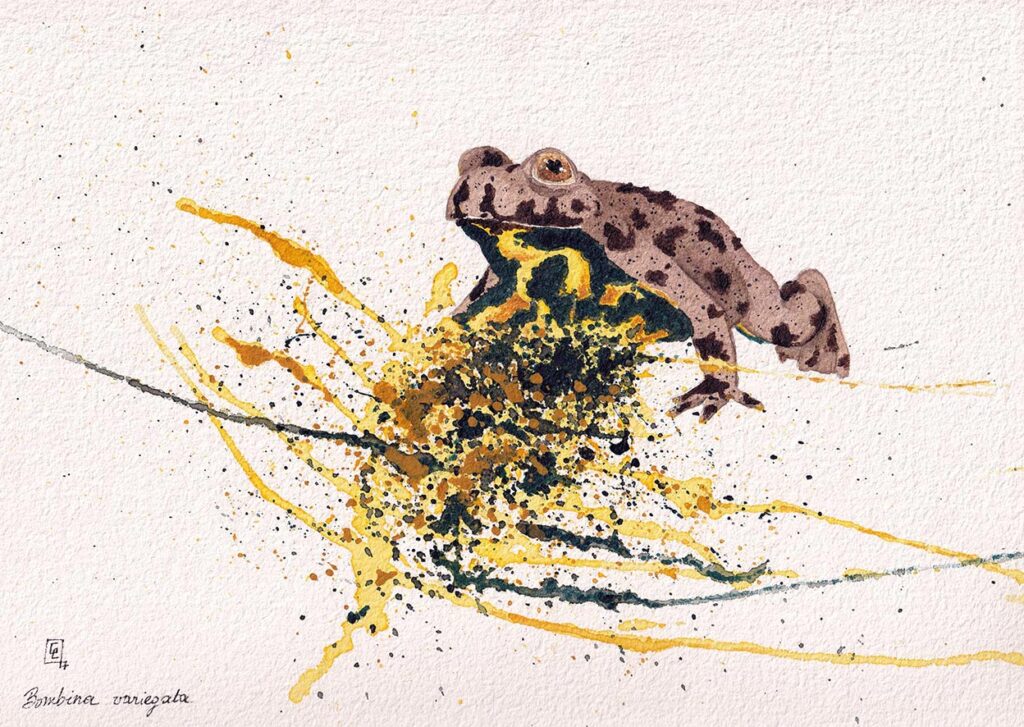 Sonneur à ventre jaune