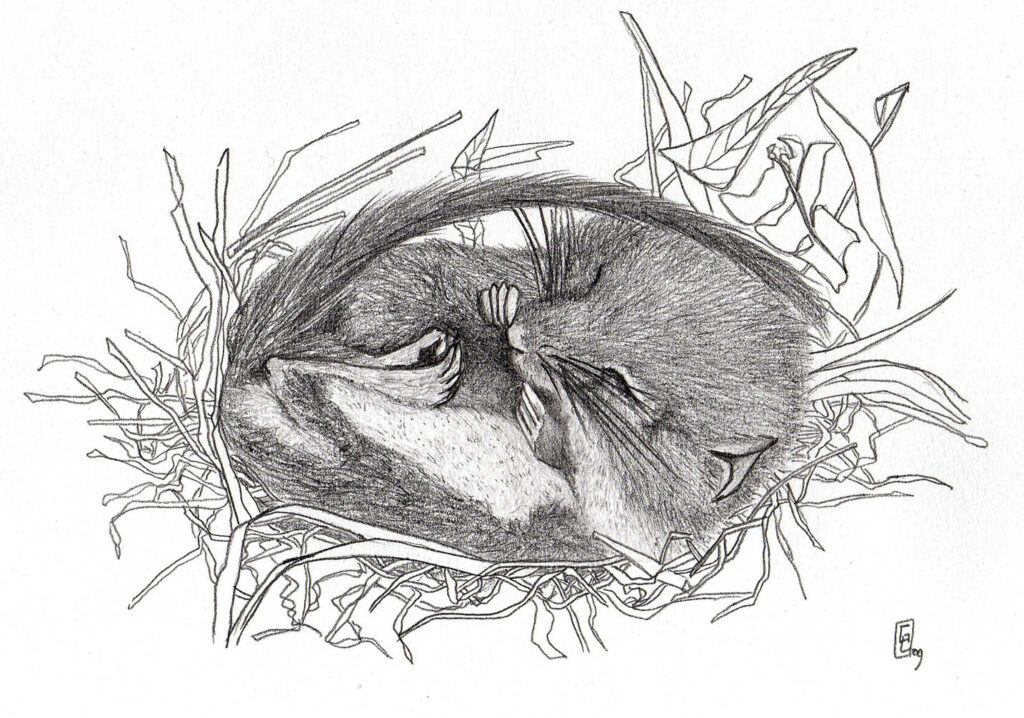 muscardin endormi hibernant