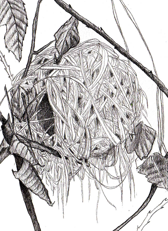 illustration nid de muscardin