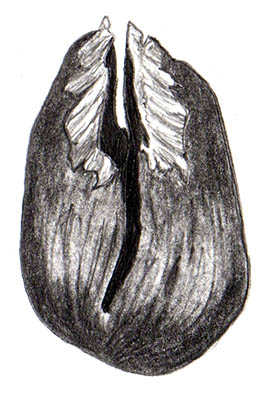 noisette ecureuil illustration