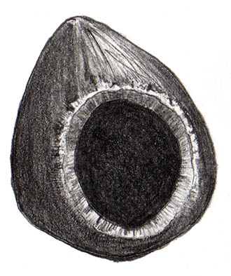 noisette2 illustration