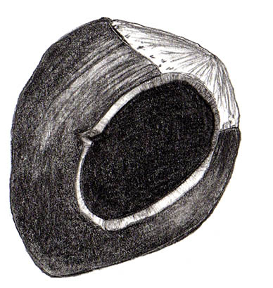 noisette1 illustration